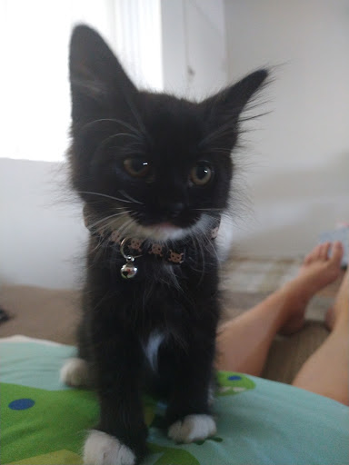 Pet Supply Store «PetSmart», reviews and photos, 12741 Towne Center Dr, Cerritos, CA 90703, USA