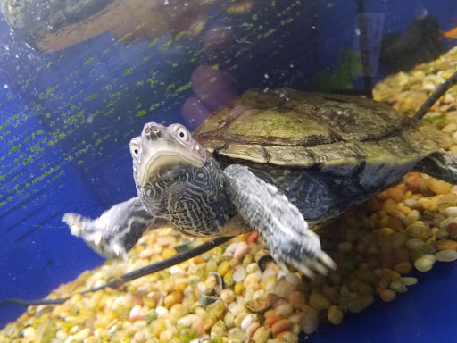 Pet Supply Store «Pet Club Elk Grove», reviews and photos, 8515 Bond Rd, Elk Grove, CA 95624, USA