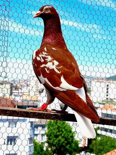 Lucca Pigeons