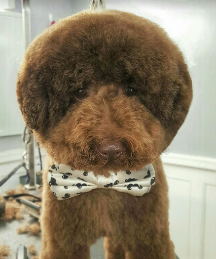 Pet Store «Pawsh Dog Boutique», reviews and photos, 31 Gloucester St, Boston, MA 02115, USA