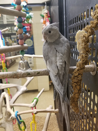 Pet Supply Store «PetSmart», reviews and photos, 24 Countryside Plaza, Countryside, IL 60525, USA