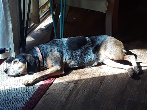 Animal Medical Centers image