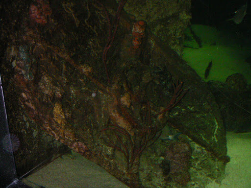 Aquarium «North Carolina Aquarium at Pine Knoll Shores», reviews and photos, 1 Roosevelt Blvd, Pine Knoll Shores, NC 28512, USA