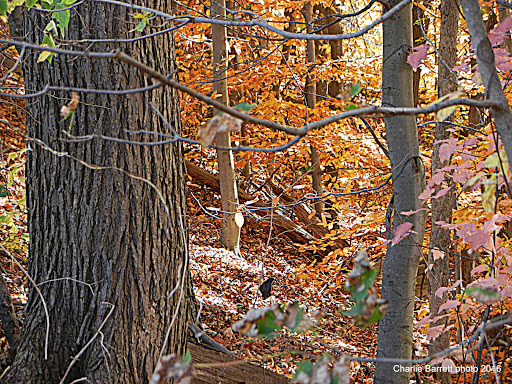 Park «Edgewood Park», reviews and photos, Edgewood Ave, New Haven, CT 06511, USA