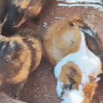 Photo n° 3 de l'avis de Kelly.e fait le 04/06/2023 à 18:58 pour ZooParc Du Cannet Des Maures à Le Cannet-des-Maures