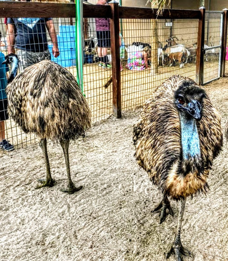 Non-Profit Organization «Big Cat Habitat & Gulf Coast Sanctuary», reviews and photos, 7101 Palmer Blvd, Sarasota, FL 34240, USA