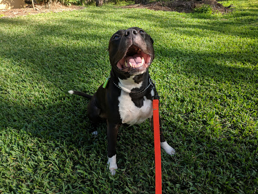 Pet Supply Store «PetSmart», reviews and photos, 2255 Pine Ridge Rd, Naples, FL 34109, USA