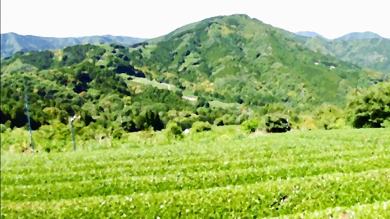 伊久美菩提茶農園