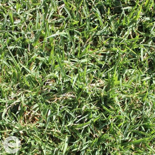 Evangrass Instant Lawn