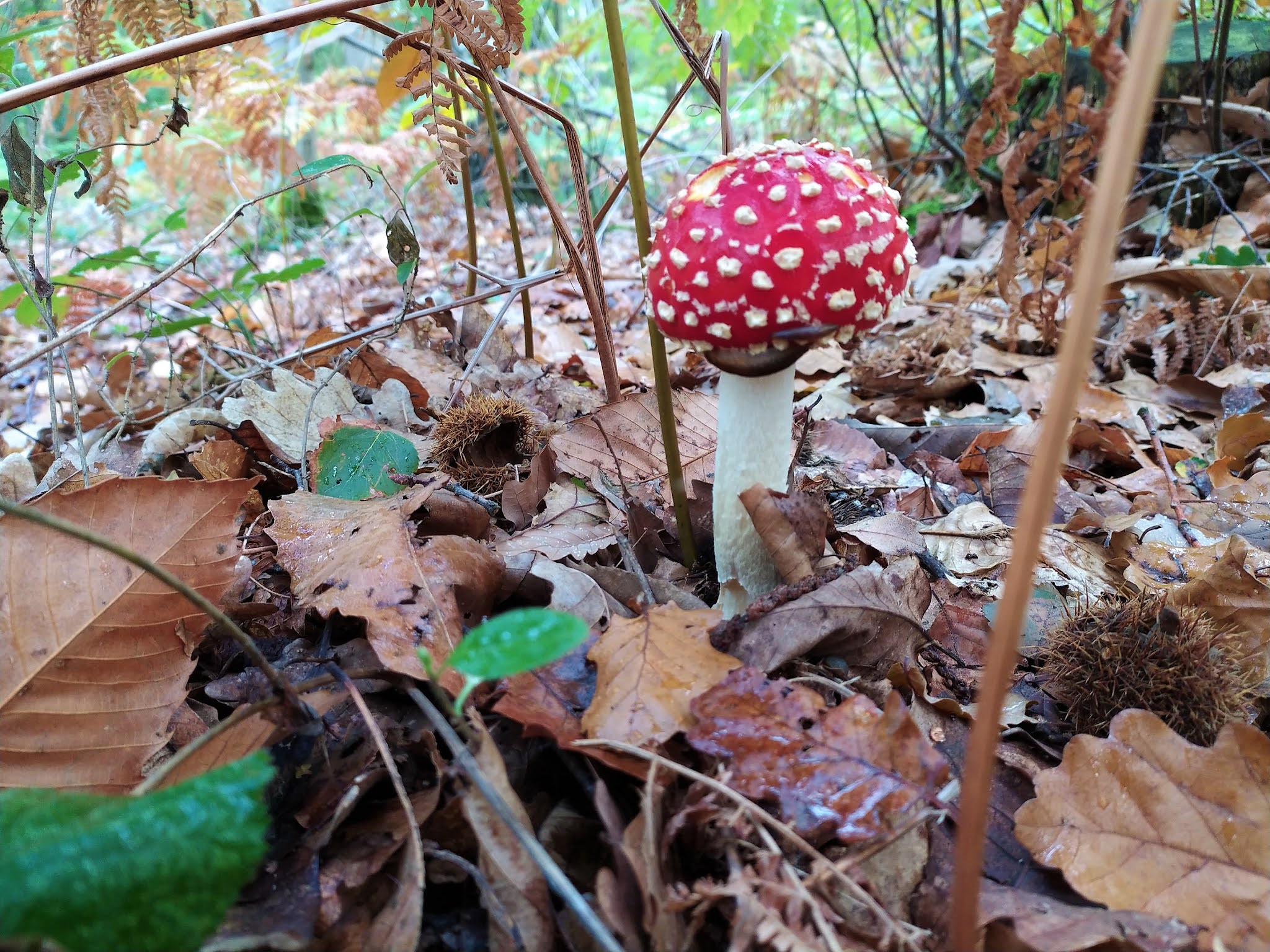 Photo n° 14 de l'avis de François. fait le 21/11/2021 à 12:37