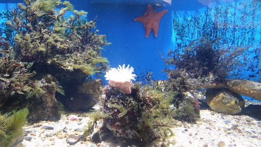 Aquarium «Woods Hole Science Aquarium», reviews and photos, 166 Water St, Woods Hole, MA 02543, USA
