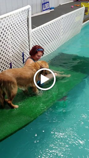 Pet Store «The Dog Dive», reviews and photos, 1613 Riverview Dr, Kalamazoo, MI 49004, USA