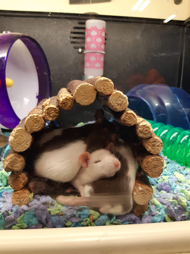 Hamster adoption Toronto