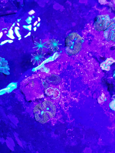 Tropical Fish Store «Blue Earth Corals & Aquariums», reviews and photos, 5791 Desoto Rd, Lake Worth, FL 33463, USA