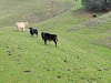 Fernandez Ranch