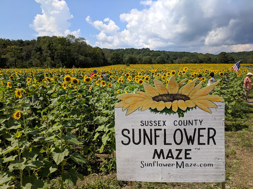 Tourist Attraction «Sussex County Sunflower Maze», reviews and photos, 101 Co Rd 645, Sandyston, NJ 07826, USA