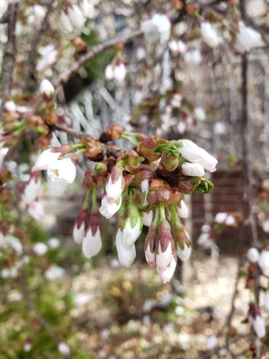 Park «Seton Falls Park», reviews and photos, E 233rd St, Bronx, NY 10466, USA