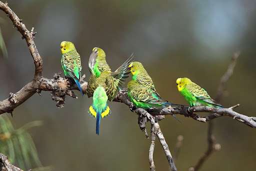 BirdLife Australia