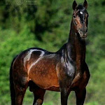 Photo n°19 de l'avis de ANTONELLA.O fait le 23/05/2020 à 12:07 sur le  Maemi Cafe' à Torre Boldone