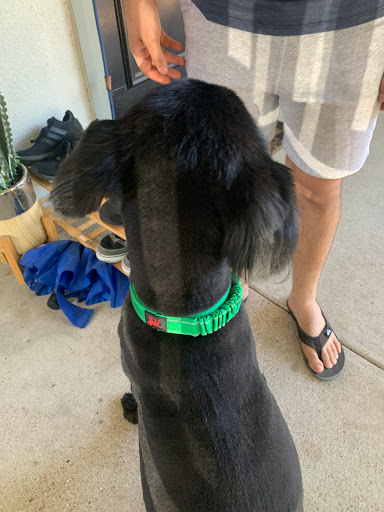 Pet Store «Downtown Pawz», reviews and photos, 1623 Main St #106, Dallas, TX 75201, USA