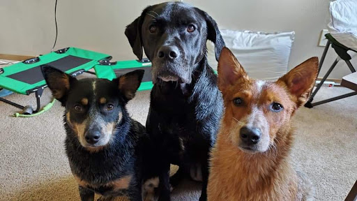 Pet Store «Phase II Pet Grooming», reviews and photos, 1700 Mile Hill Dr, Port Orchard, WA 98366, USA