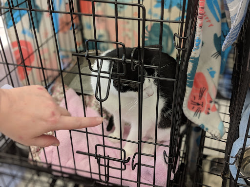 Pet Supply Store «Petco Animal Supplies», reviews and photos, 8700 Preston Rd #105, Plano, TX 75024, USA