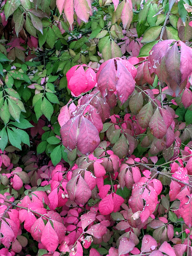 Public Golf Course «Wellshire Golf Course», reviews and photos, 3333 S Colorado Blvd, Denver, CO 80222, USA