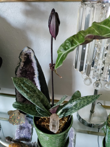 Florist «Island Orchids», reviews and photos, 2204 W Colorado Ave, Colorado Springs, CO 80904, USA