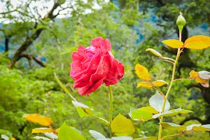 Rose Garden, රෝස උයන image