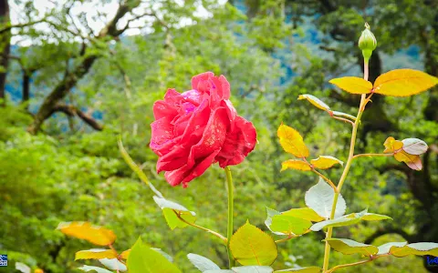 Rose Garden, රෝස උයන image