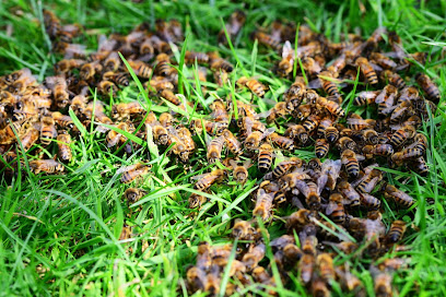 Alpine Farms Bee Removal