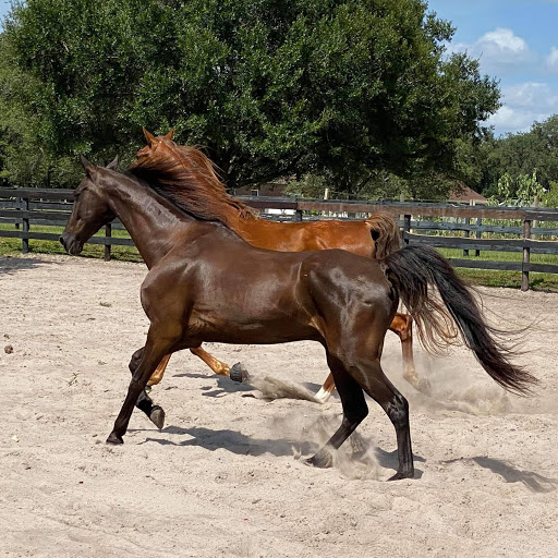 Licciardello Stables