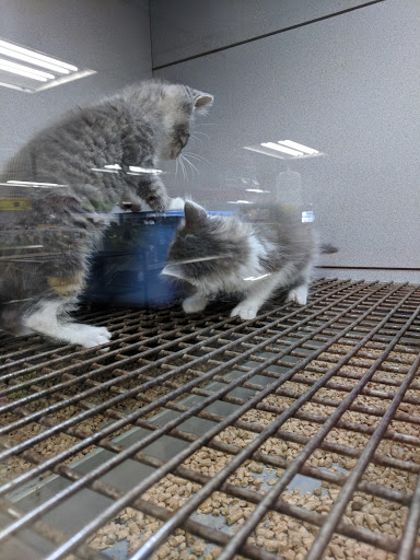 Pet Store «Fish Bowl», reviews and photos, 2117 E Race Ave, Searcy, AR 72143, USA