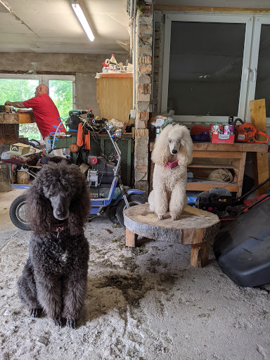 Tierarztpraxis Langner-Dähnert, Bad Sülze unter Bad Sülze, Mecklenburg-Vorpommern