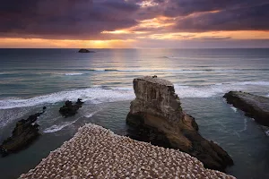 Muriwai Gannet Colony Lookout image