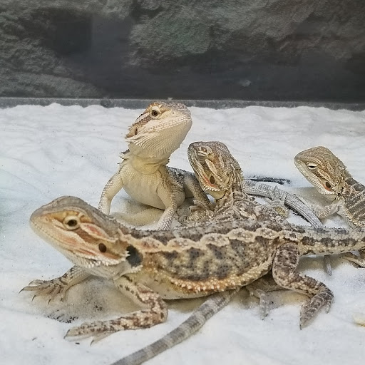 Pet Supply Store «Petco Animal Supplies», reviews and photos, 2365 NW Kings Blvd, Corvallis, OR 97330, USA