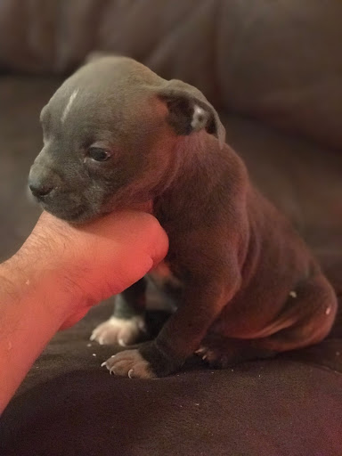 Pet Store «Tri-Creek Kennels», reviews and photos, 5641 US-129, Pendergrass, GA 30567, USA