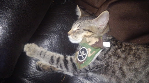 Pet Supply Store «Petco Animal Supplies», reviews and photos, 187 Stonebrook Pl, Jackson, TN 38305, USA