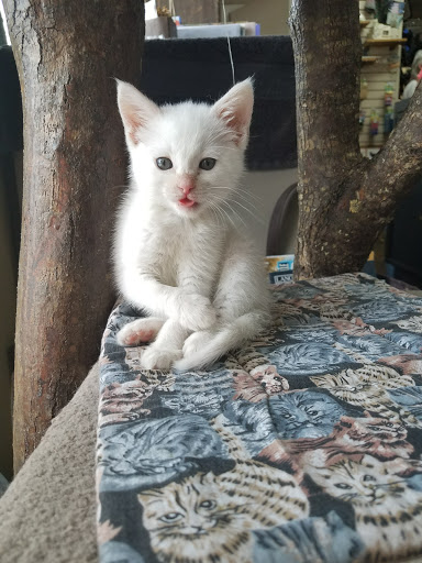 Pet Supply Store «Cat Shoppe & Dog Store», reviews and photos, 2824 Bransford Ave, Nashville, TN 37204, USA