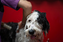 The Dog Stop - Kenner, LA - Photo 8 - Car repair in Kenner, LA, Metairie