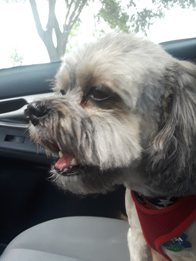 Pet Supply Store «Adogable PET SERVICES», reviews and photos, 4884 Sun City Center Blvd, Sun City Center, FL 33573, USA