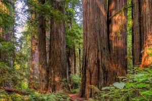 Prairie Creek Redwoods State Park image