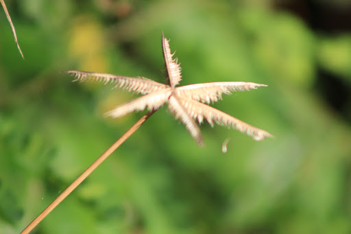 Nature Preserve «Woodmont Natural Area», reviews and photos, 7250 NW 80th Pl, Pompano Beach, FL 33321, USA