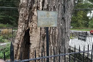 The Balmville Tree image