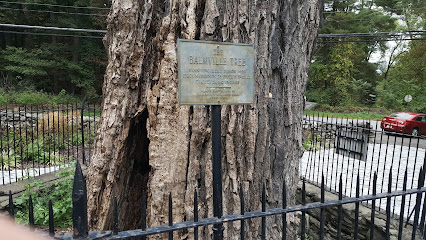 The Balmville Tree