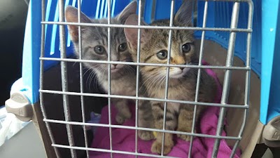 Photos of Humane Society of Indianapolis