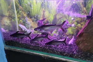 Fish Aquarium - The Aquatic World image