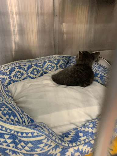 Pet Supply Store «PetSmart», reviews and photos, 45050 Northpointe Blvd, Utica, MI 48315, USA