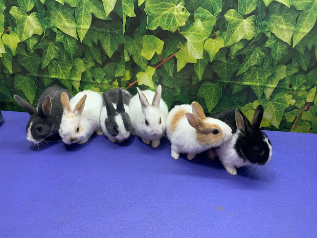 Reviews of Beloved Rabbits - The Hoppy Hub in Glasgow - Association