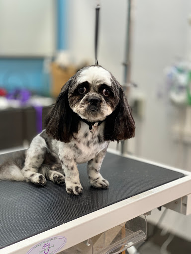 Pet Store «Canine Carousel», reviews and photos, 43135 Broadlands Center Plaza #129, Ashburn, VA 20148, USA